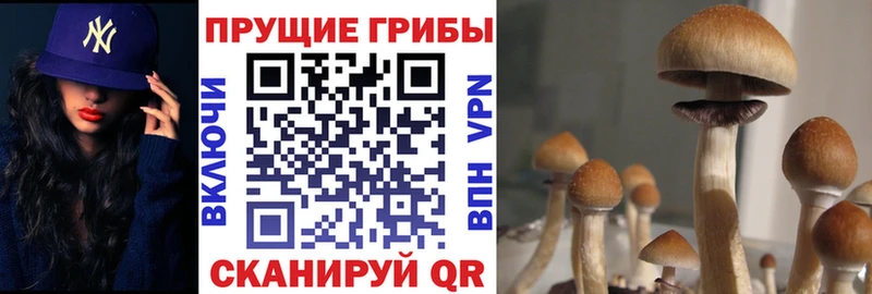 купить закладку  Омутнинск  Псилоцибиновые грибы Magic Shrooms 